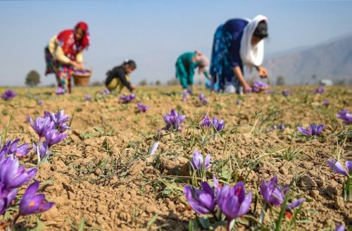 saffron farming